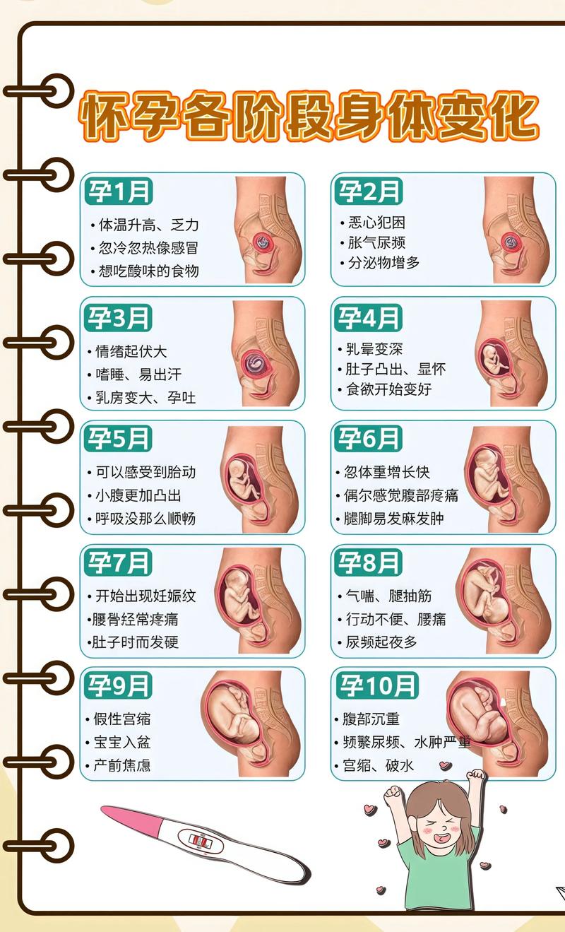 揭秘供卵代孕妈妈怀孕小腹分两节，孕期变化的奥秘泰州代生机构: